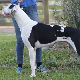 Great Dane All Grown Up from Boulder View Danes