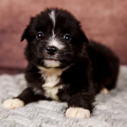 Bonnie - Black & white female Australian Shepherd puppy in Alvin, Texas from Gulf Coast Aussies