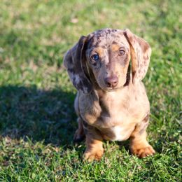 Dachshund Puppies from Mom's Dachshunds