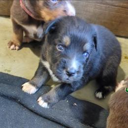 Buzz - Black tri-color male Australian Shepherd puppy in Almo, Kentucky from Riley's Paw Pals