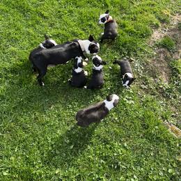 Boston Terrier Puppies from Benders Boston’s
