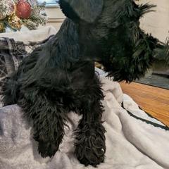 Boy 1 - Black Miniature Schnauzer puppy in New Windsor, Maryland from Classic Miniature Schnauzers