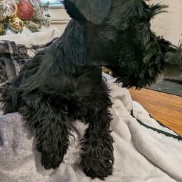 Boy 1 - Black Miniature Schnauzer puppy in New Windsor, Maryland from Classic Miniature Schnauzers