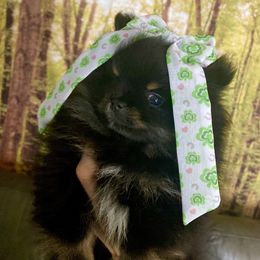 Whitney - Black and tan Pomeranian puppy in Redding, California from Yates Pomeranians