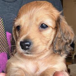 Maple - Cream female Dachshund puppy in West Plains, Missouri from Little Legs Legacy