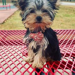 Yorkshire Terriers from Emerson Yorkies