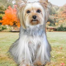 Queenie - Yorkshire Terrier