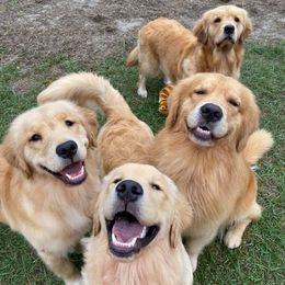Golden Retrievers from Aurum Goldens