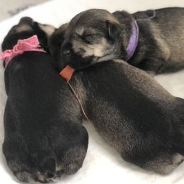 "Growing so fast!" Miniature Schnauzer Puppies from MoonShadows Miniature Schnauzers
