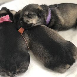 "Growing so fast!" Miniature Schnauzer Puppies from MoonShadows Miniature Schnauzers