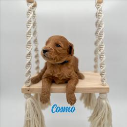 Cosmo - Red  female Goldendoodle puppy in Wooster, Ohio from Cynology Doodles
