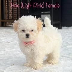 Brie - Cream female Shichon puppy in De Pere, Wisconsin from Kinzor Kennels