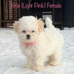Brie - Cream female Shichon puppy in De Pere, Wisconsin from Kinzor Kennels