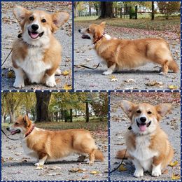 Beagle, Cardigan Welsh Corgi, and Pembroke Welsh Corgi All Grown Up from SM Corgis