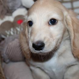 Girl 3 - Cream female Dachshund puppy in Craig, Colorado from Rocky Mountain Shih Tzus and Dry Creek Miniature Dachshunds