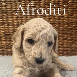 Afroditi - Cream female Poodle puppy in St Augustine, Florida from St. Augustine Poodles