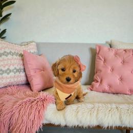 Aspen - Red female Maltipoo puppy in St. George, Utah from Winchester Hills Poodles and Doodles