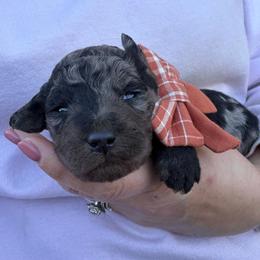 Eloise - Blue merle female Bordoodle puppy in Canfield, Ohio from Poo's Doo's & Inu's