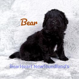 Boy 2 - Black male Newfoundland puppy in Cortez, Colorado from Bear Heart Newfoundlands, LLC