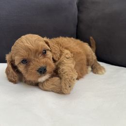Sugar - Apricot female Cavapoo puppy in El Sobrante, California from Mckendra's Legacy