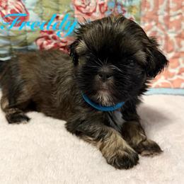 Freddie - Red male Shih Tzu puppy in Hemet, California from Aloha Shih Tzu