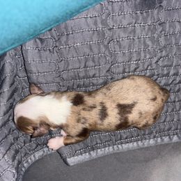 Maple - Red merle female Toy Australian Shepherd puppy in Princeton, Louisiana from Legacy Hill Aussies