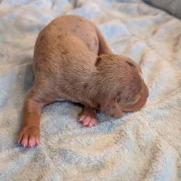 Winnie - Dapple female Dachshund puppy in Marshall, Texas from Wilson's Kennels
