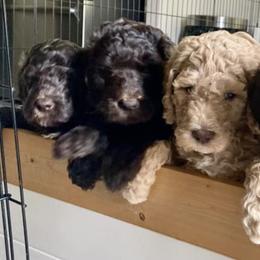 Goldendoodles, Labradoodles, and Sheepadoodles from The Parrish Doods