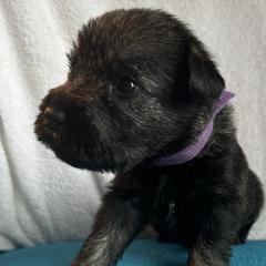 Girl 1 - female Standard Schnauzer puppy in Medina, Ohio from Nordic Sky- Standard Schnauzers