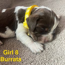 English Springer Spaniel Puppies from Picky’s Puppies