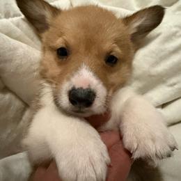 Boy 2 - White and red male Pembroke Welsh Corgi puppy in Newark, Ohio from Abc Cattle Co corgis
