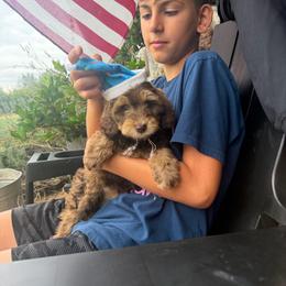 Biscuit - Chocolate female Australian Labradoodle puppy in Millville, California from Hope Lane Kennels