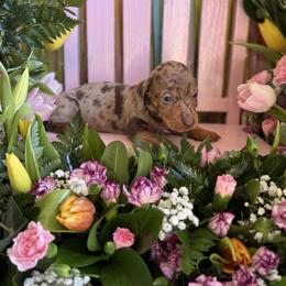 Kyle - Dapple male Dachshund puppy in Wills Point, Texas from Duck Creek Farm