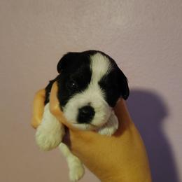 Jack Jack - Parti male Miniature Schnauzer puppy in Florida from Central Florida Schnauzers