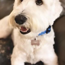 Goldendoodles and Labradoodles from Wilson Family Doodles LLC