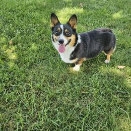 American Corgi, Cardigan Welsh Corgi, and Pembroke Welsh Corgi Puppies from DnD Corgis