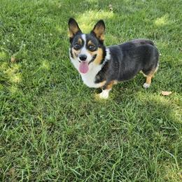American Corgi, Cardigan Welsh Corgi, and Pembroke Welsh Corgi Puppies from DnD Corgis