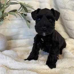 Teddy - Black male Miniature Schnauzer puppy in Maynard, Minnesota from Linda Maus