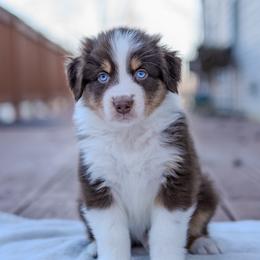 Australian Shepherd Puppies from FireHart Aussies
