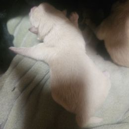 Bugger Cream male - Cream male Schipperke puppy in Randsburg, California from Light's Family Farm & Schipperke Ranch