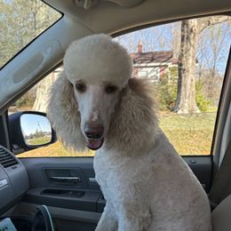 Darcy - Goldendoodle