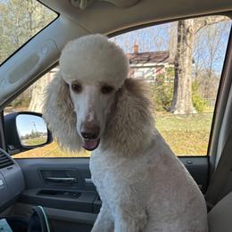 Darcy - Goldendoodle
