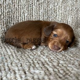 Girl 2 - Dachshund puppy in Perris, California from Doxie_pupps