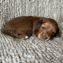 Girl 2 - Dachshund puppy in Perris, California from Doxie_pupps
