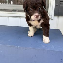 Bordoodle Puppies from Borders of Eby Eden