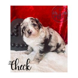 Check - Merle female Bernedoodle puppy in Belleville, Michigan from Moose Tracks Bernedoodles