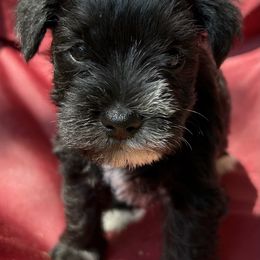 Ellie - Black and silver female Miniature Schnauzer puppy in Frankford, Delaware from Miniature Schnauzers of Delmarva