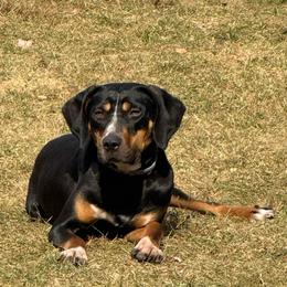 Jak - Catahoula Leopard Dog