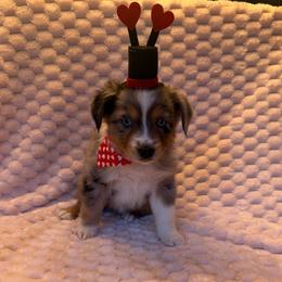 BMF - 2 blue eyes - Blue merle female Miniature Australian Shepherd puppy in Connelly Springs, North Carolina from Appalachian Aussies