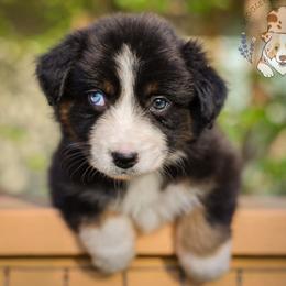 Kitty - Black tri-color female Australian Shepherd puppy in Buena Vista, Colorado from Wigglebutts Unlimited